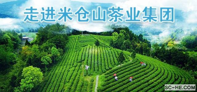 走进名优企业－米仓山茶业集团